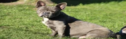 Franse Bulldog honden te koop: Franse Bulldog pups Lionheart Bloodline  - Advertentie 4