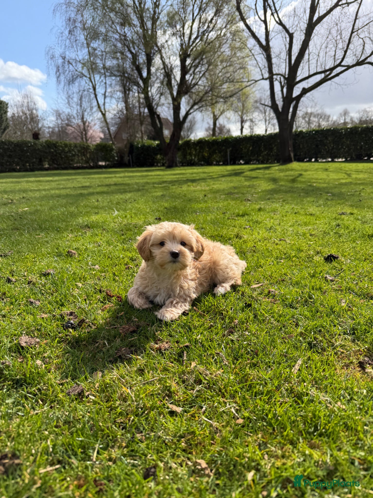 Maltipoo honden Maltipoo (Maltezer x Toy Poedel) pups - Advertentie 2