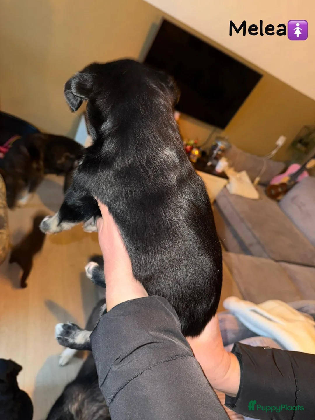 Kruising honden te koop: Lieve friese stabij x Labrador pups te koop - Advertentie 16