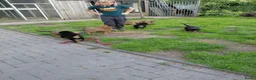 Kruising honden te koop: Rottweiler x moskovitische waakhond in De Westereen - Advertentie 7