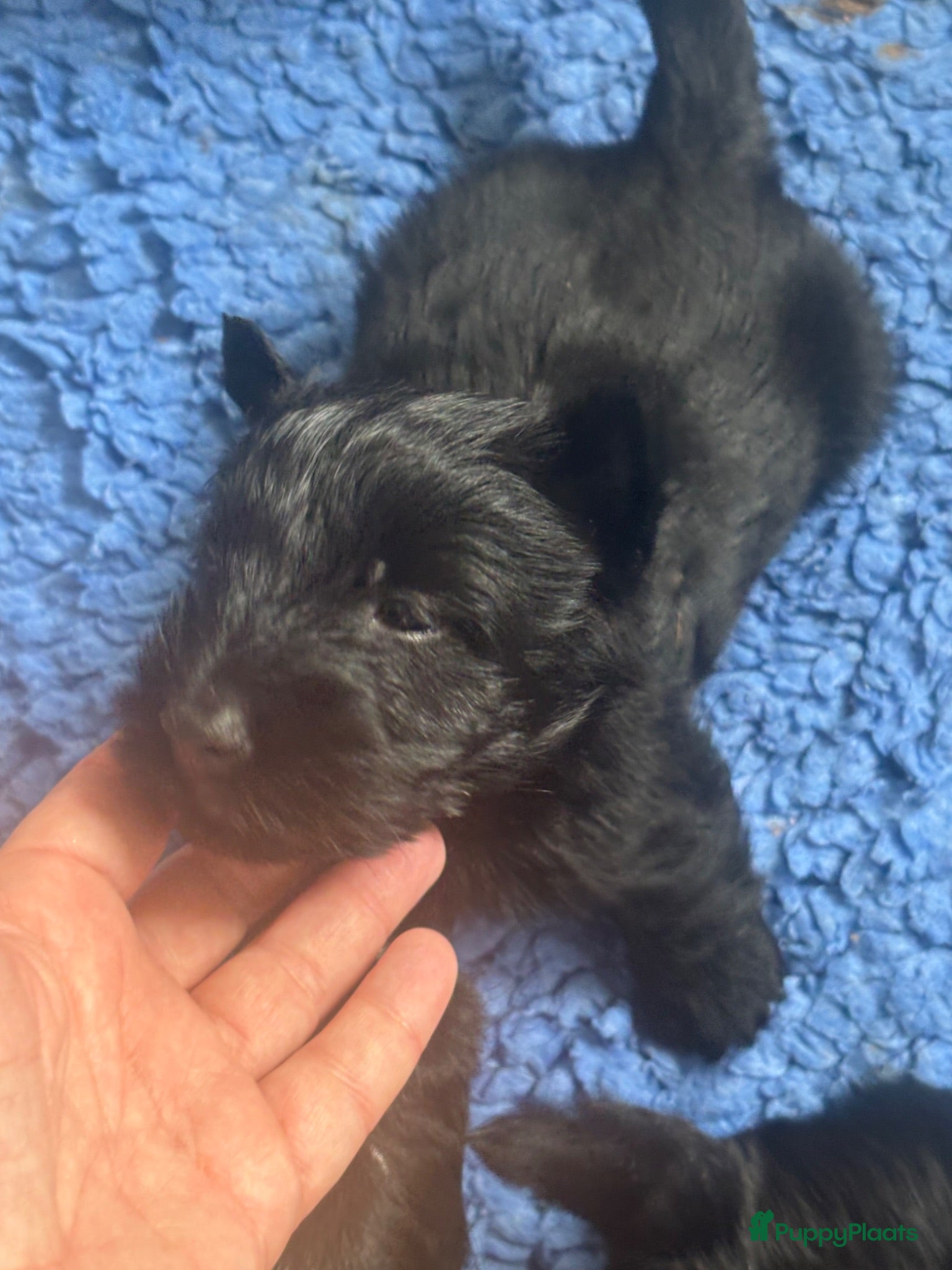 Schotse Terriër honden Twee Schotse terriër reutjes beschikbaar  - Advertentie 1