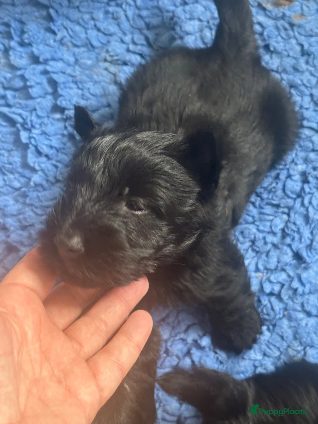 Schotse Terriër honden te koop: Twee Schotse terriër reutjes beschikbaar  - Advertentie 1