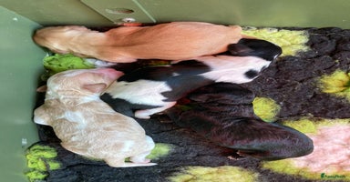 Kruising honden - Advertentie 6
