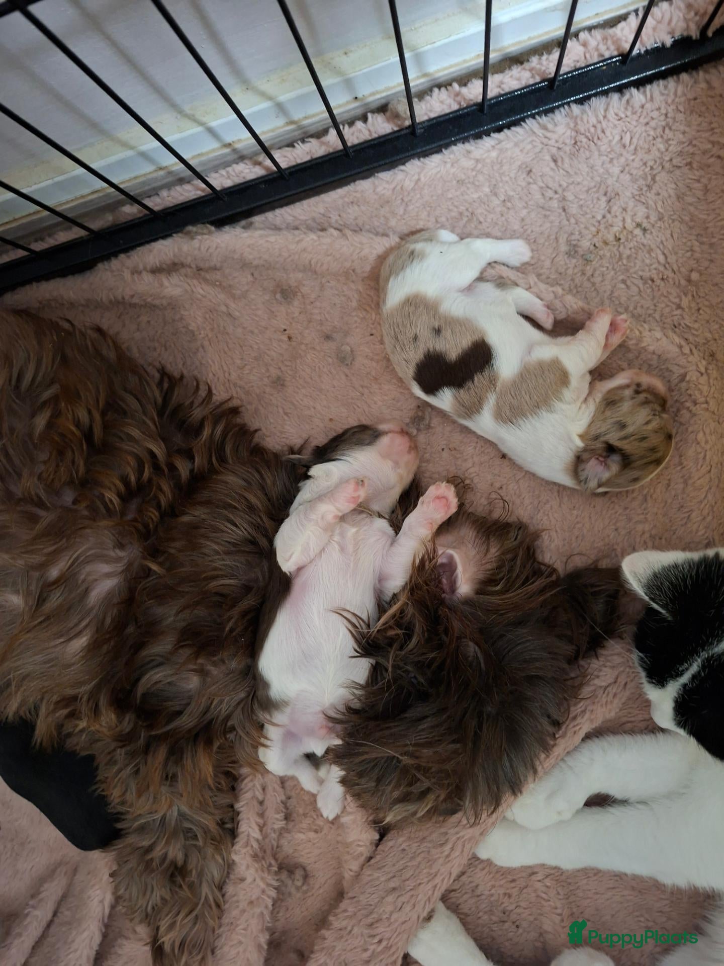Shih Tzu honden te koop: Shih tzu pups  - Advertentie 1
