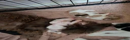 Shih Tzu honden te koop: Shih tzu pups  - Advertentie 1