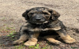 Labradoodle honden te koop: Labradoodle F4 pups te koop! 🐶 in Balkbrug - Afbeelding 8