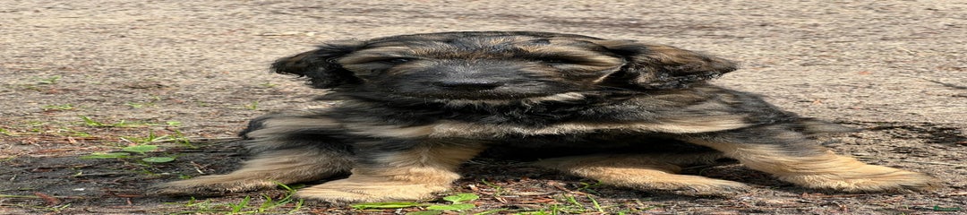 Labradoodle Puppy 1