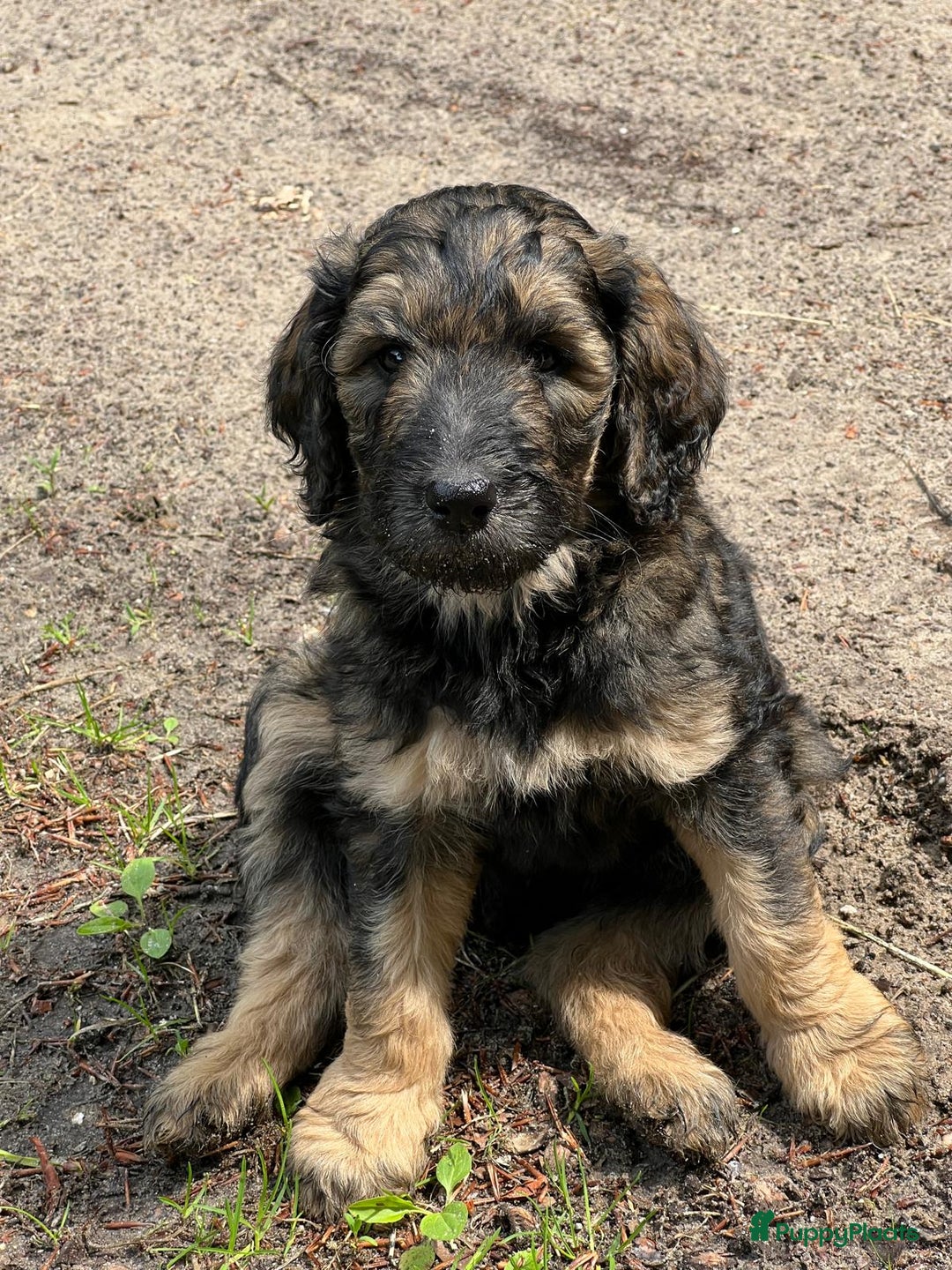 Labradoodle honden te koop: Labradoodle F4 pups te koop! 🐶 in Balkbrug - Afbeelding 8
