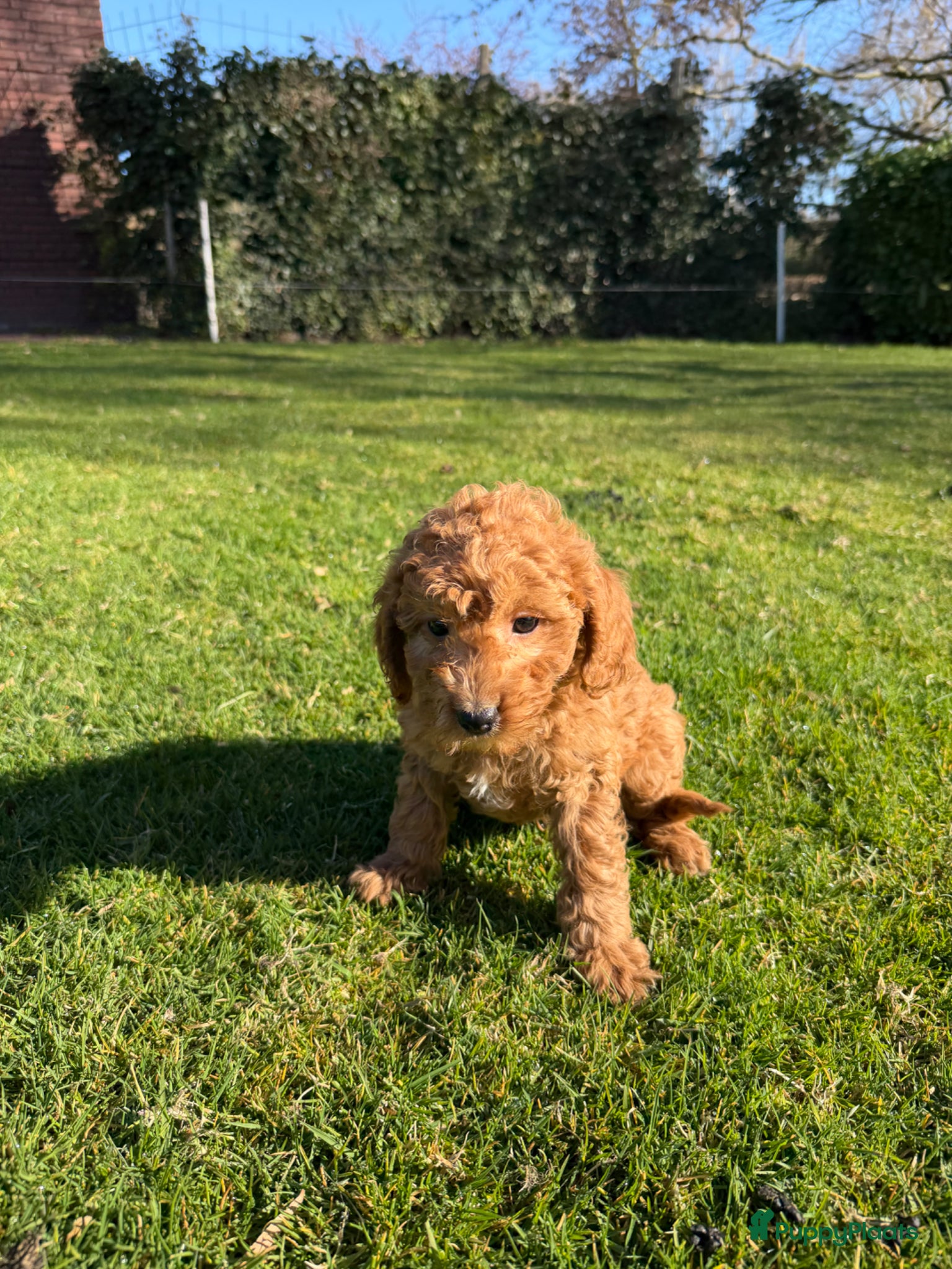 Labradoodle honden Mini Doodle (Dwerg Poedel x Mini Labradoodle) pups - Advertentie 2