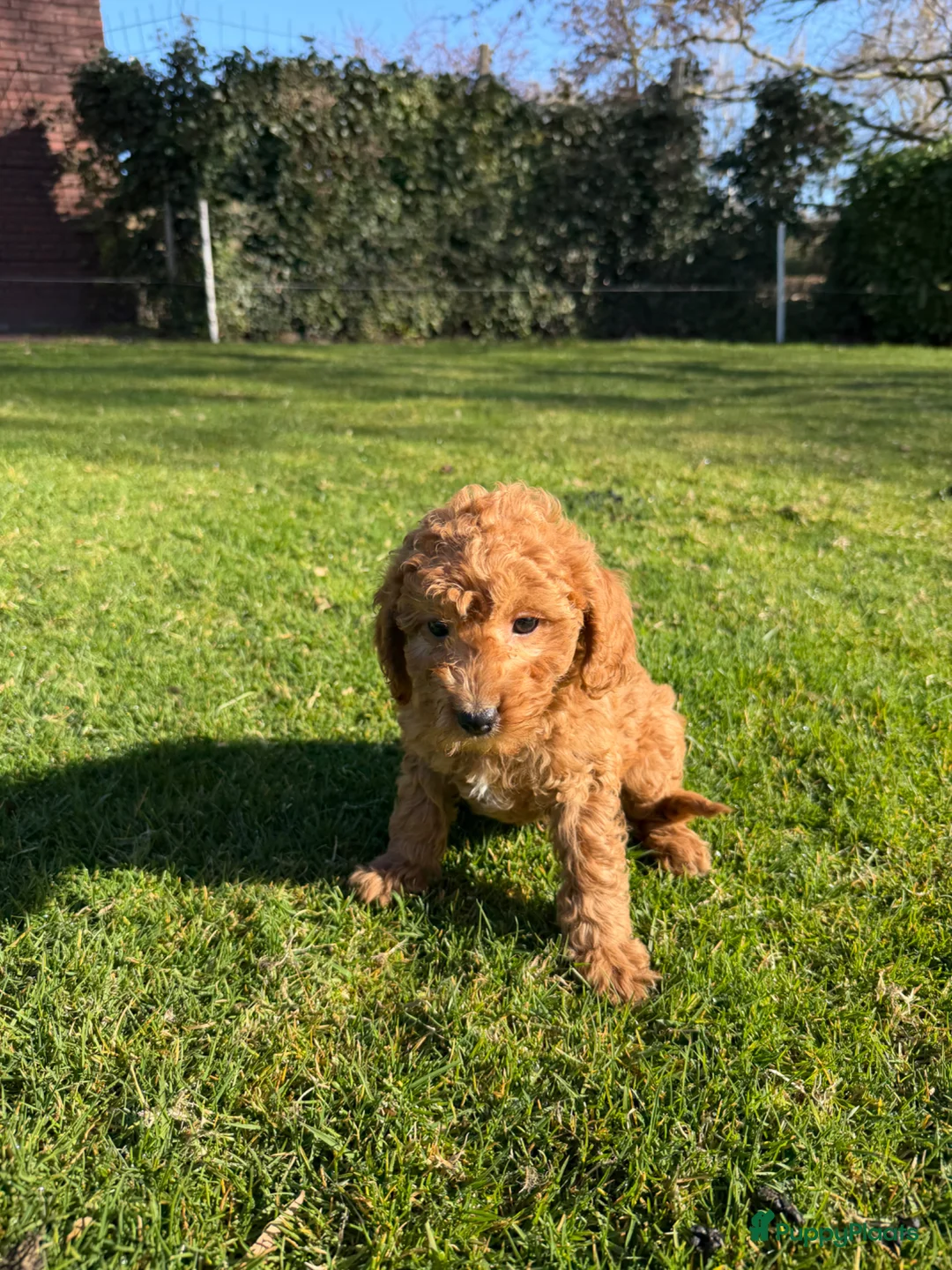 Labradoodle honden te koop: Mini Doodle (Dwerg Poedel x Mini Labradoodle) pups - Advertentie 2