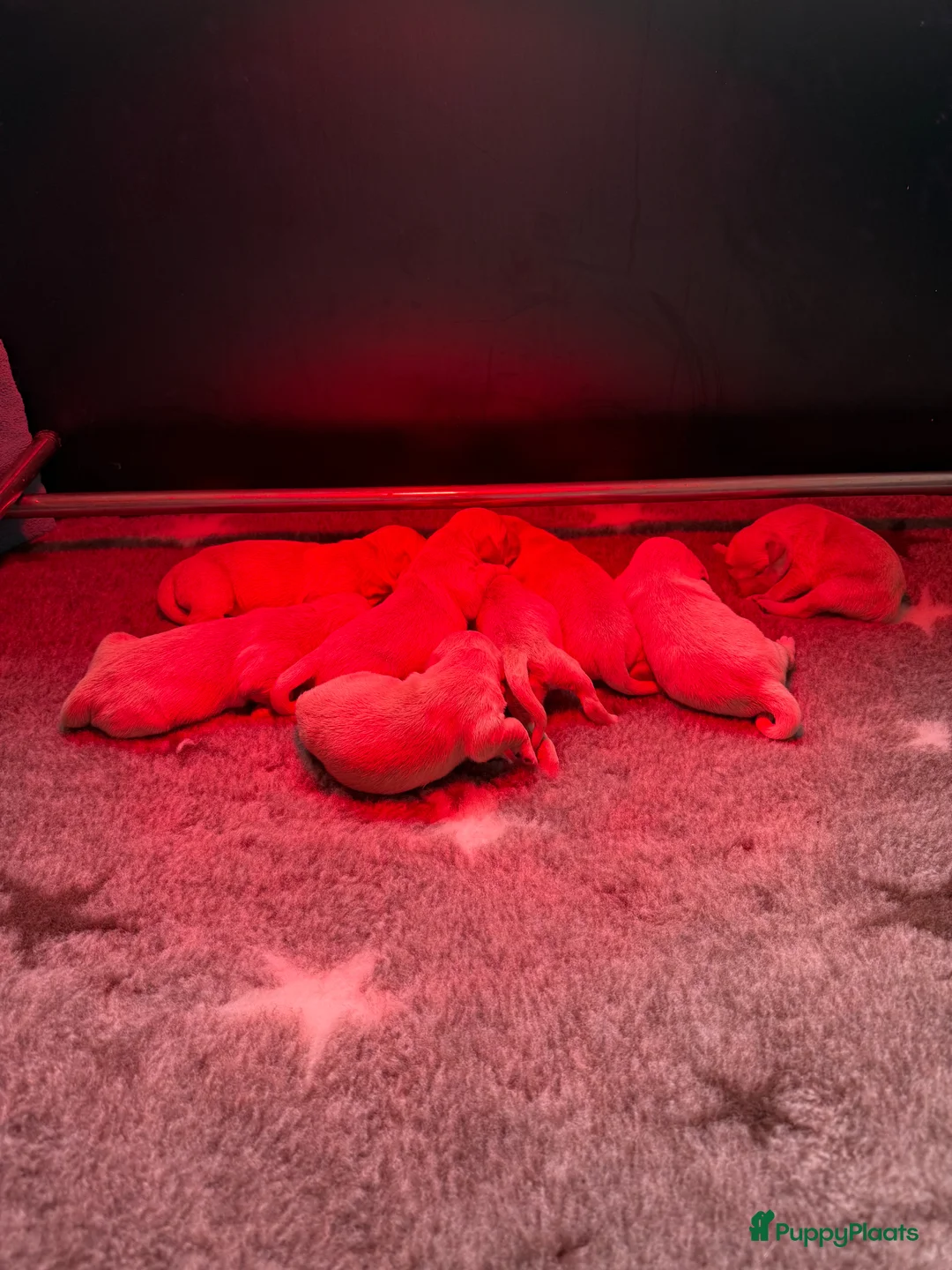 Golden Retriever honden te koop: Te koop: Golden Retriever pups - Advertentie 2