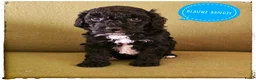 Labradoodle honden te koop: Mini labradoodle pups - Advertentie 15