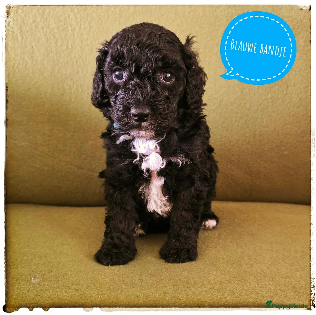 Labradoodle honden te koop: Mini labradoodle pups - Advertentie 15