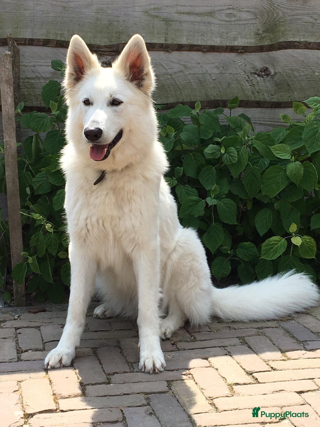 Zwitserse Witte Herdershond honden te koop: raszuivere lieve zwitserse witte herder pups in Nieuwland - Afbeelding 1