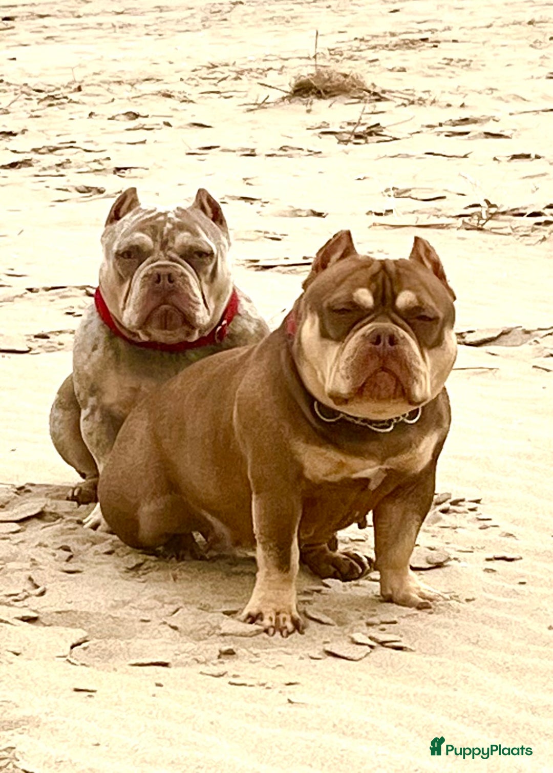 Galerij afbeelding {{count}}