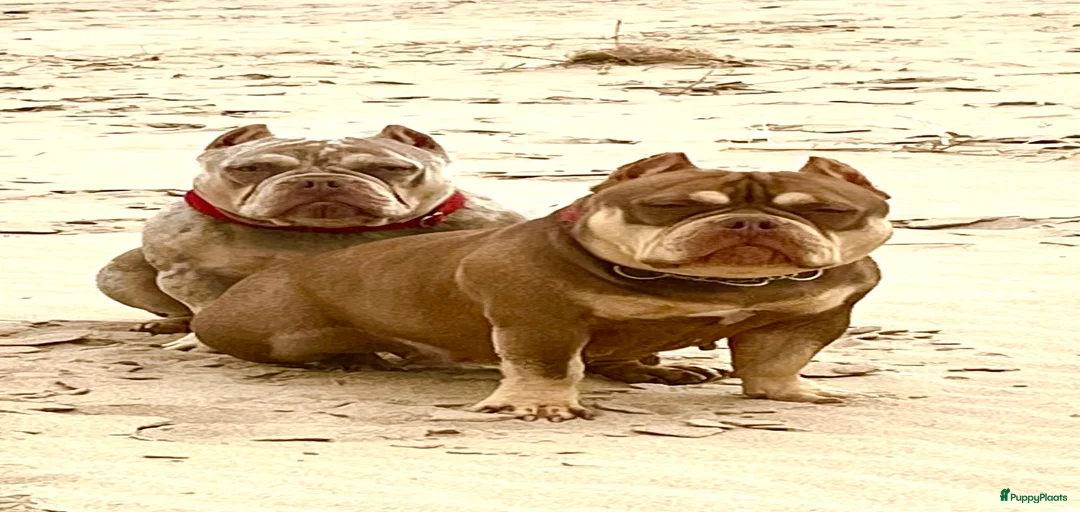 Galerij afbeelding {{count}}