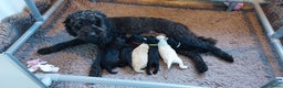 Labradoodle honden te koop: Prachtig nestje mini labradoodles te koop - Advertentie 2