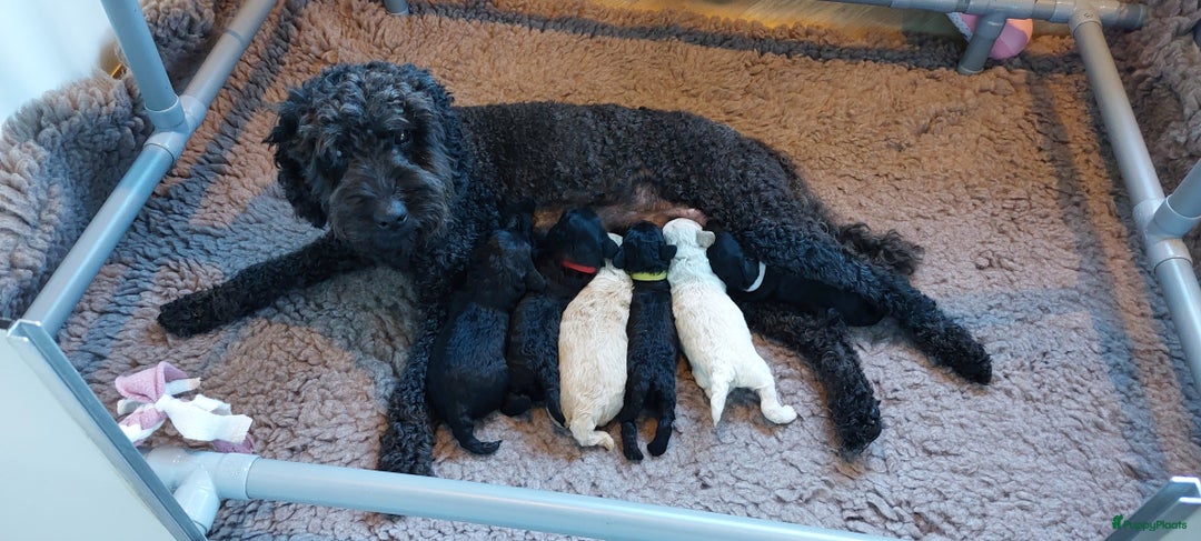 Labradoodle honden te koop: Prachtig nestje mini labradoodles te koop - Advertentie 2
