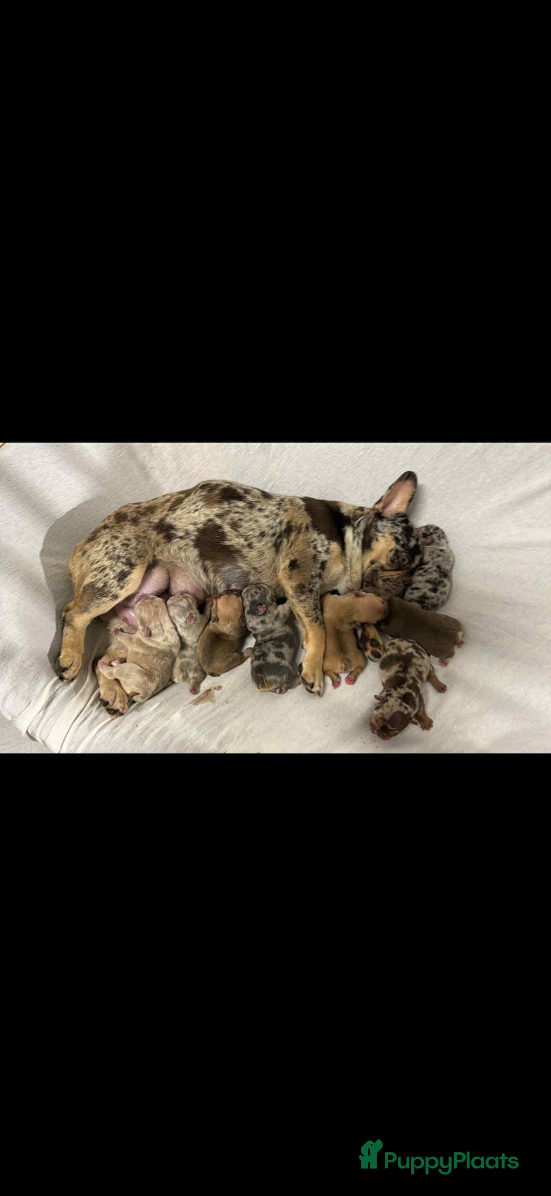 Franse Bulldog honden te koop: Prachtig Blue Merle Tan reu Franse Bulldog pups  - Afbeelding 7