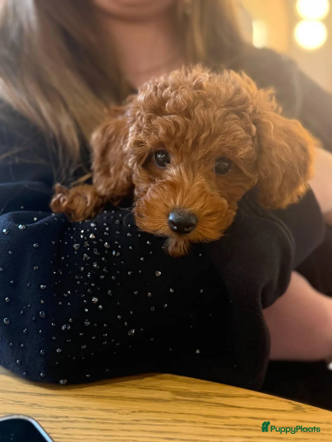 Poedel Toy honden te koop: Toy Poedel pups - Advertentie 2