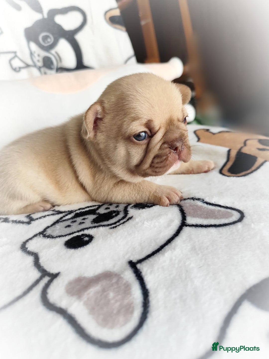 Franse Bulldog honden te koop: Franse bulldog pups - Advertentie 9