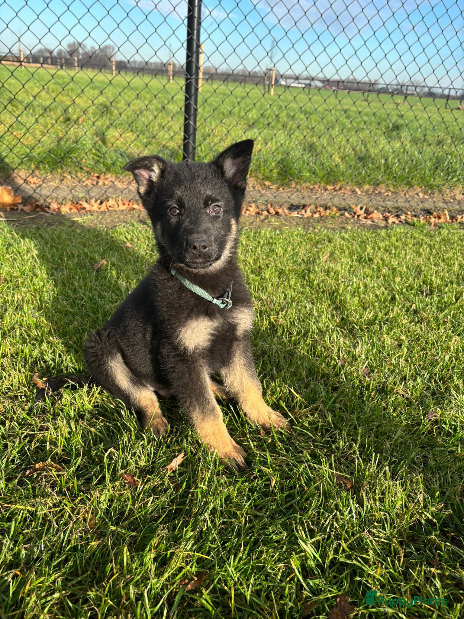 Duitse Herder honden Duitse herder pups -10 WK- nog 1 pup beschikbaar! - Advertentie 1