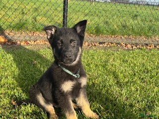 Duitse Herder honden Duitse herder pups -10 WK- nog 1 pup beschikbaar! - Advertentie 4