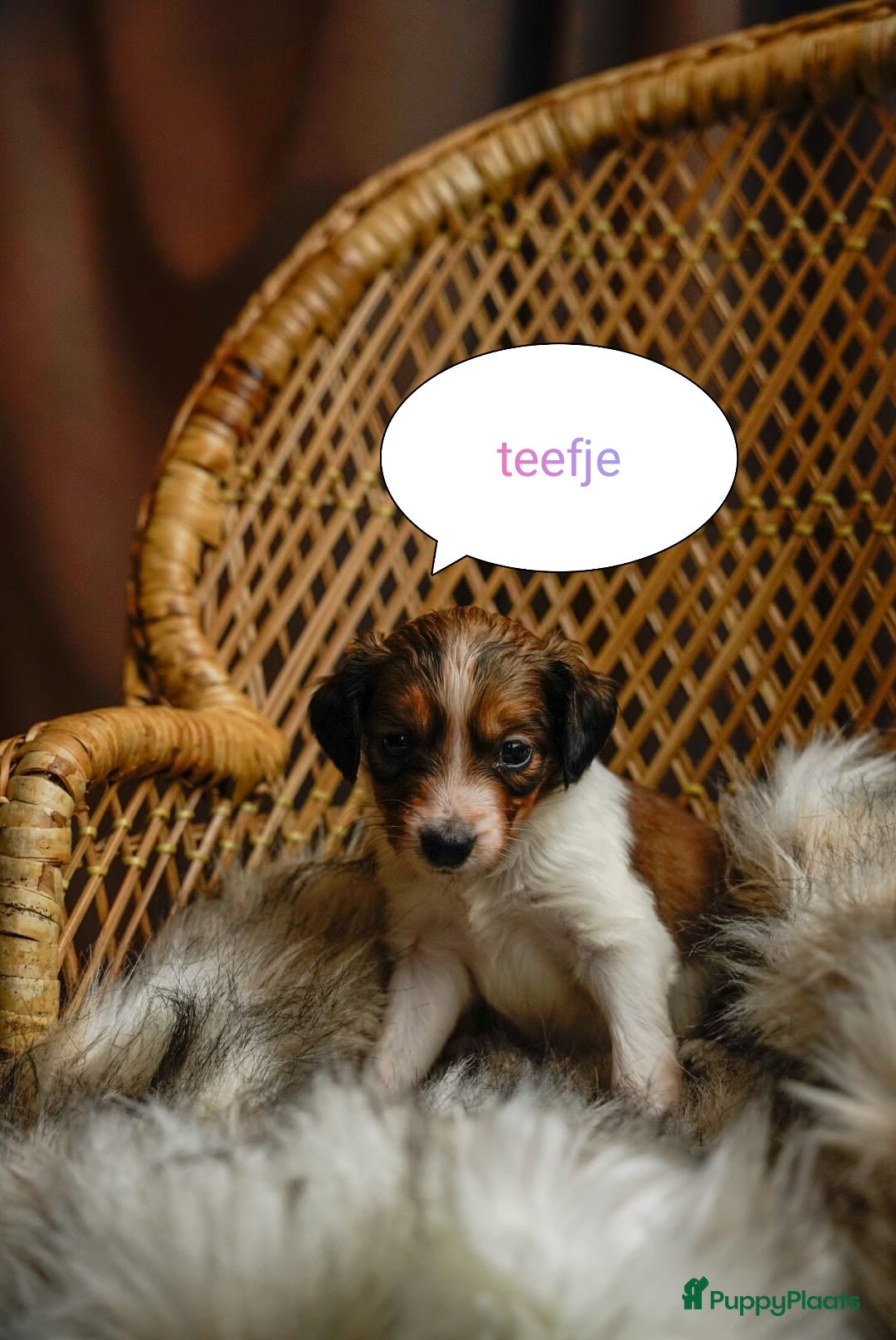 Kooikerhondje honden te koop: 8 week oude kooikerpups op zoek naar warm thuis. - Advertentie 8