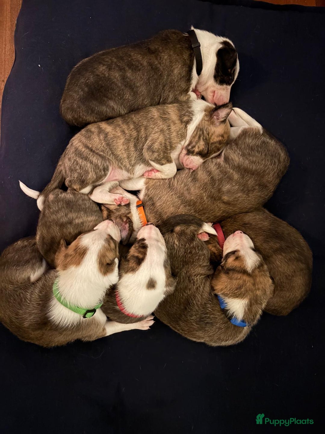 Kruising honden te koop: Whippet Pups X Border Collie  – gezinsvriendelijk! - Advertentie 4