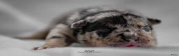 Amerikaanse Bully honden te koop: American Bully pocket pups verwacht  - Advertentie 30