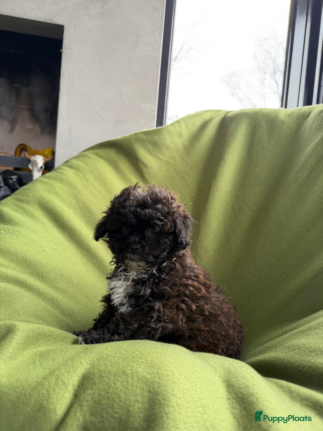 Maltipoo honden te koop: Maltipoo (Maltezer x Toy poedel) pups - Advertentie 10