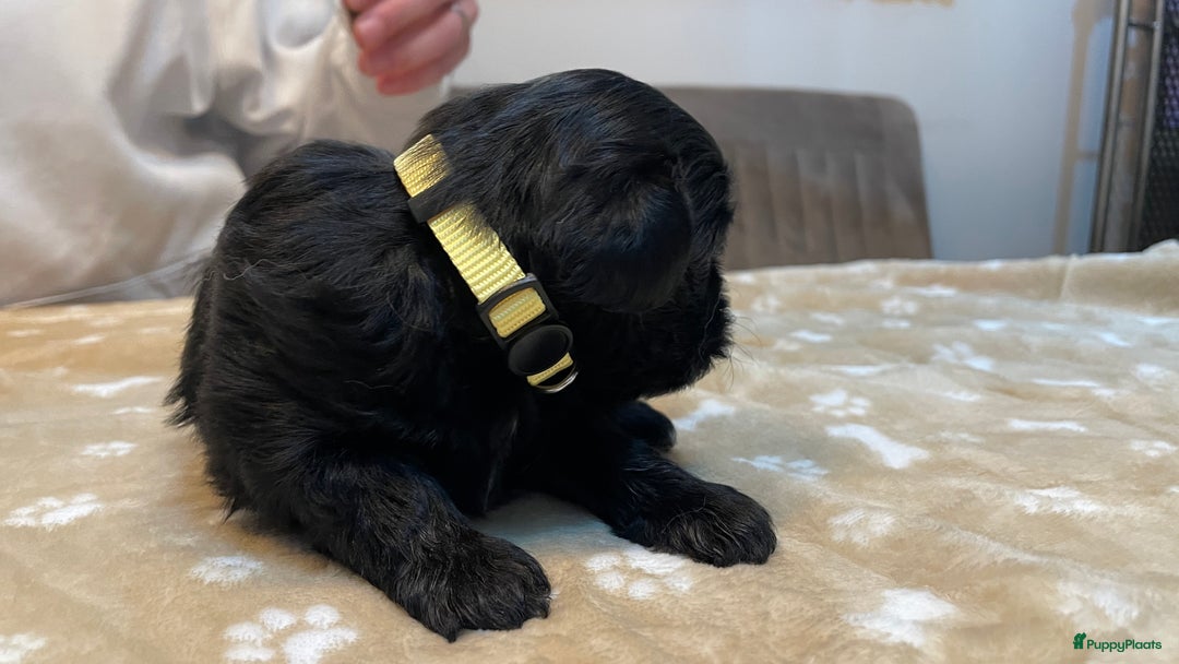 Kruising honden te koop: Boompoo pups, Boomer X Toy poedel - Advertentie 28