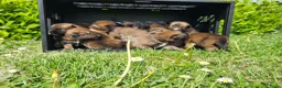 Kruising honden te koop: Prachtige Border Collie x Mechelse Herder pups F1 - Advertentie 1