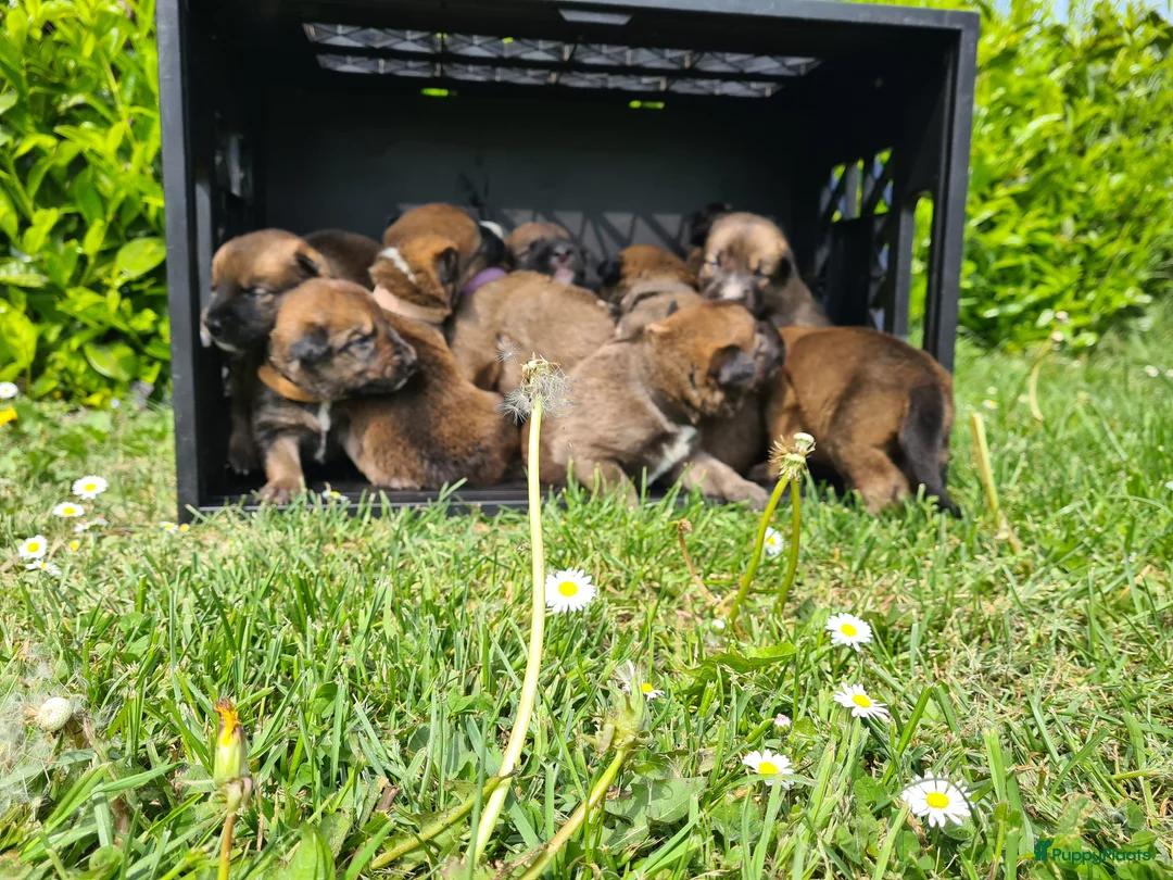 Kruising honden te koop: Prachtige Border Collie x Mechelse Herder pups F1 - Advertentie 1