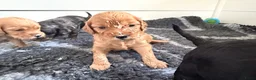 Australian Labradoodle honden te koop: Sproodle pups F1BB multigen  - Advertentie 5
