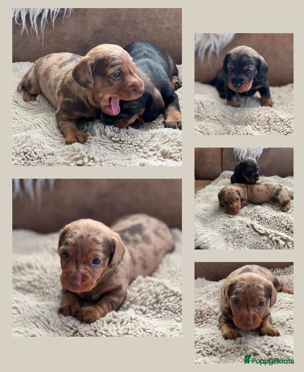 Dwergteckel honden te koop: Vrolijke ruwharige dwergteckels  - Advertentie 1