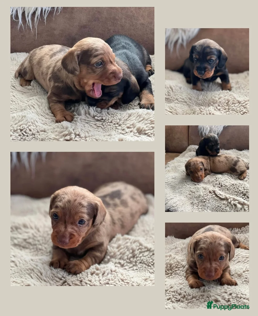 Dwergteckel honden te koop: Vrolijke ruwharige dwergteckels  - Advertentie 1