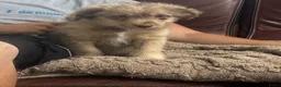 Kruising honden te koop: Aussiedoodle pupjes - Advertentie 9