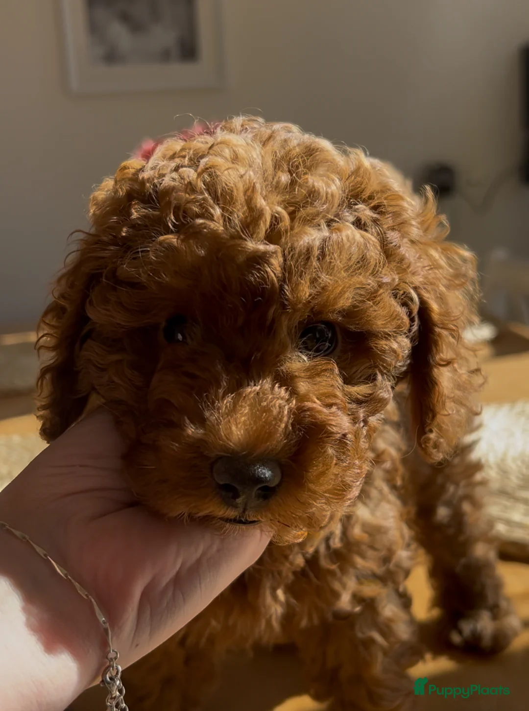 Galerij afbeelding {{count}}