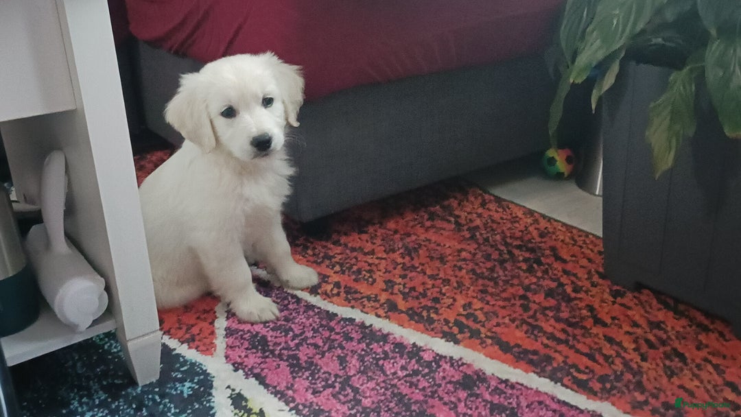 Golden Retriever honden te koop: Golden retriever puppy 10 weken oud  - Advertentie 7