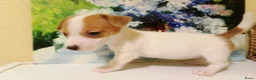 Jack Russel Terriër honden te koop: Jack Russell pups  - Advertentie 4