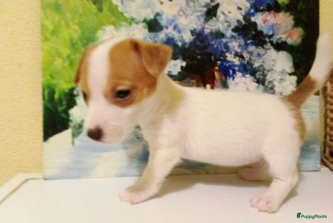 Jack Russel Terriër honden te koop: Jack Russell pups  - Advertentie 4