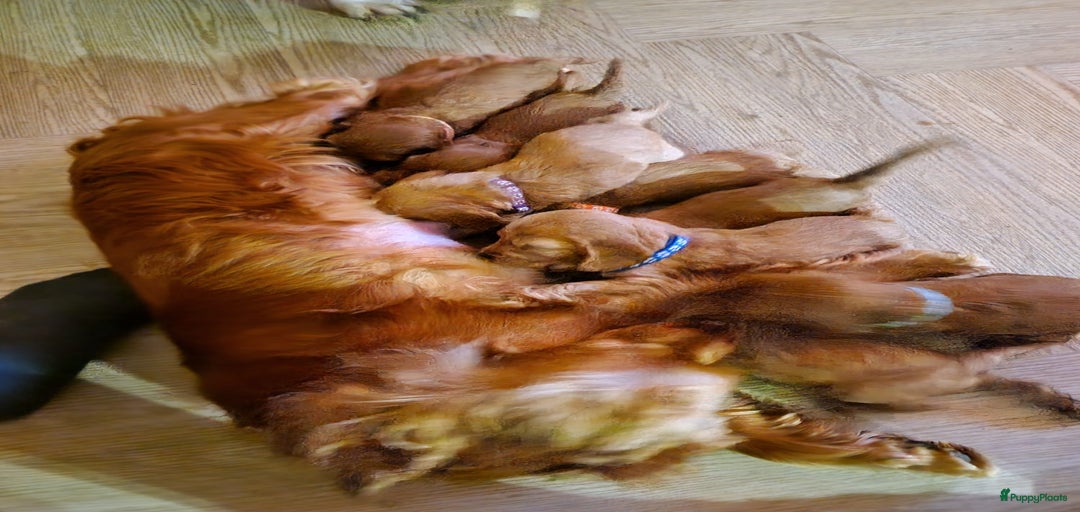 Galerij afbeelding {{count}}