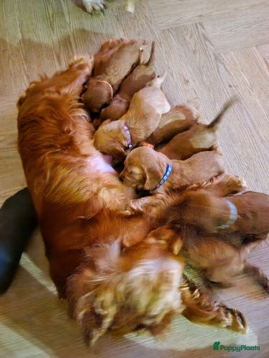 Galerij afbeelding {{count}}