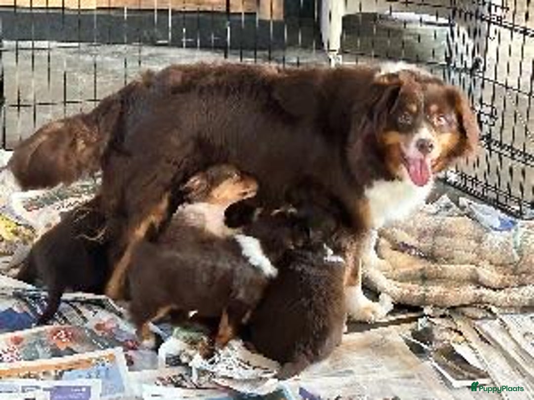 Australian Shepherd honden te koop: mini australische herder - Advertentie 2