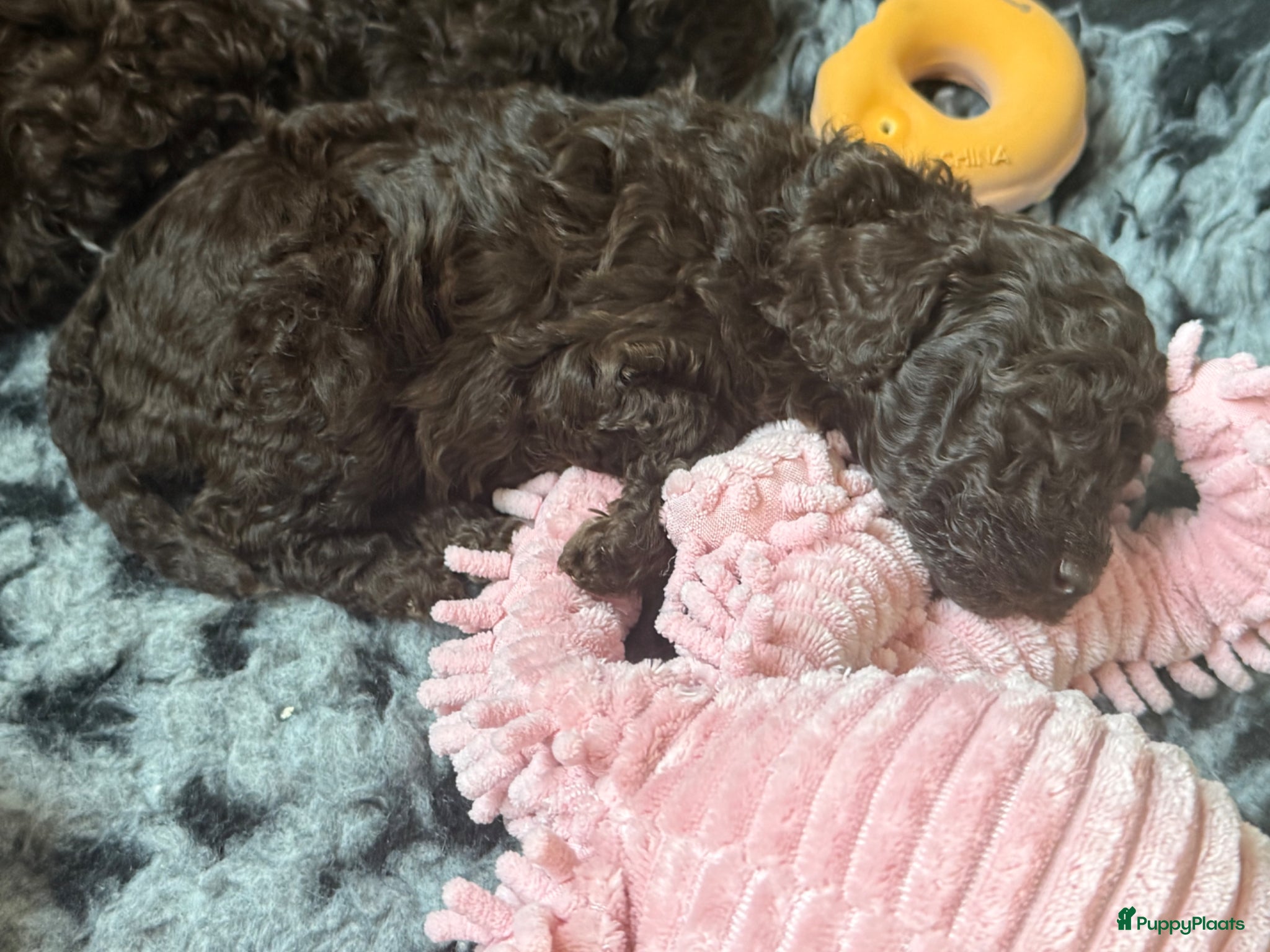 Kruising honden Prachtige hypoallergene pups te reserven - Advertentie 16