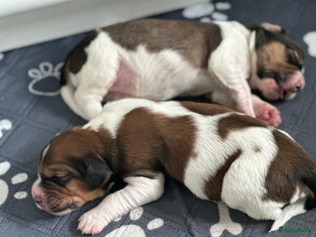Kruising honden te koop: Nog 2 knuffelbare kruising puppy’s beschikbaar  - Afbeelding 14