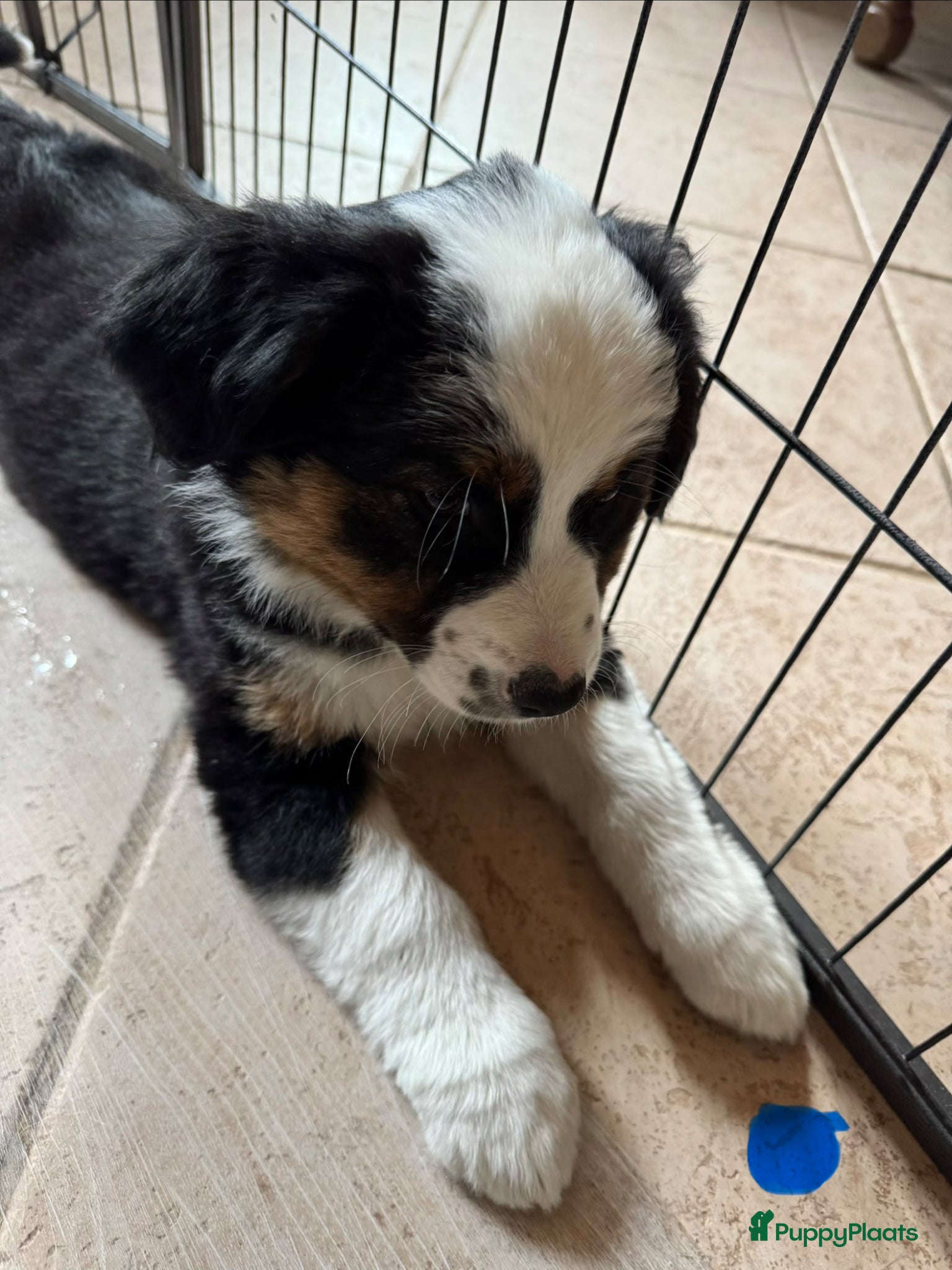 Australian Shepherd honden Prachtige australische herder pups - Advertentie 3