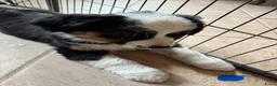 Australian Shepherd honden te koop: Prachtige australische herder pups - Advertentie 1