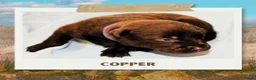 Australian Kelpie honden te koop: Australian Kelpie pups zoeken actieve baasjes - Advertentie 4